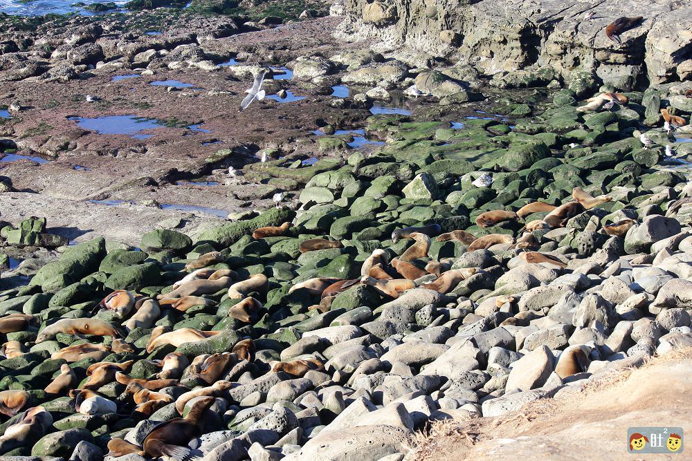 聖地牙哥景點》勝利之吻巨大雕像、La Jolla海灘慵懶野生海獅海豹. - 第13張圖 聖地牙哥景點》勝利之吻巨大雕像、La Jolla海灘慵懶野生海獅海豹.