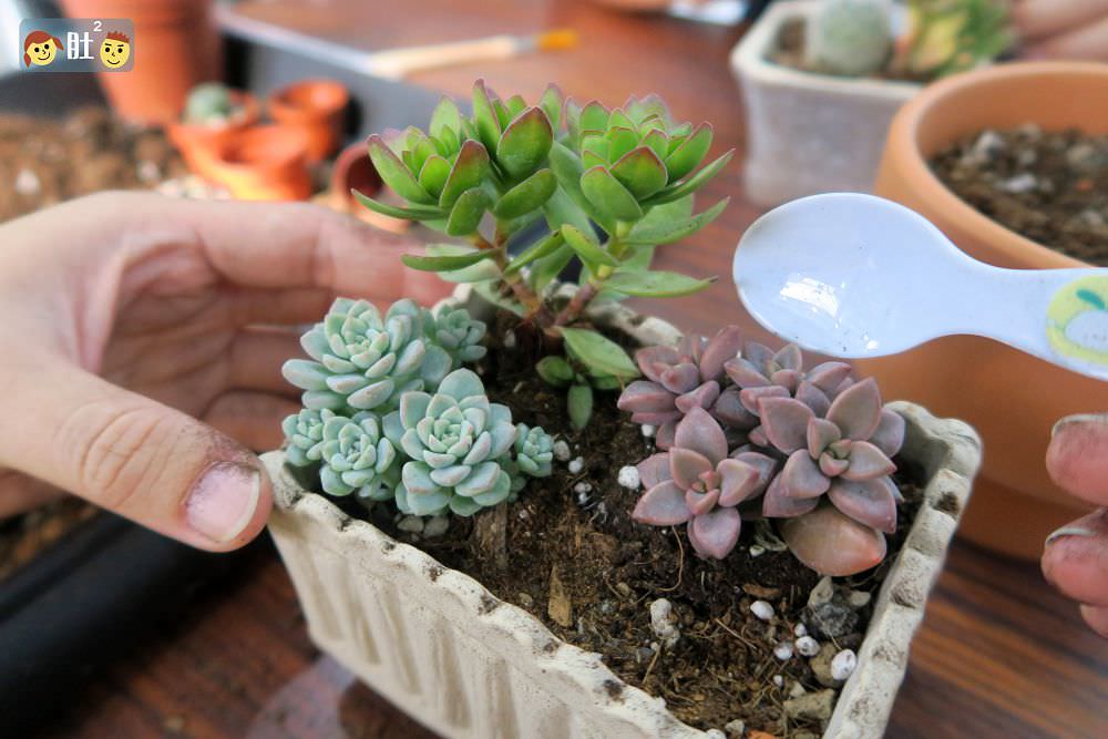 埔里景點》山城肉.18度c旁多肉組盆,親子手做DIY,組一盆美肉帶回家!!